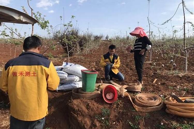 沙糖桔种植一年内施什么肥