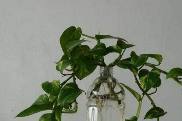 马蹄种植方法