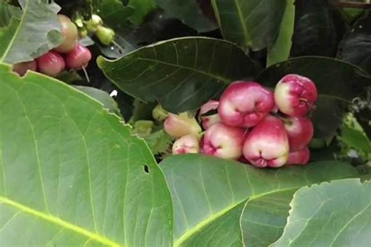 莲雾种植的基本方法是什么？