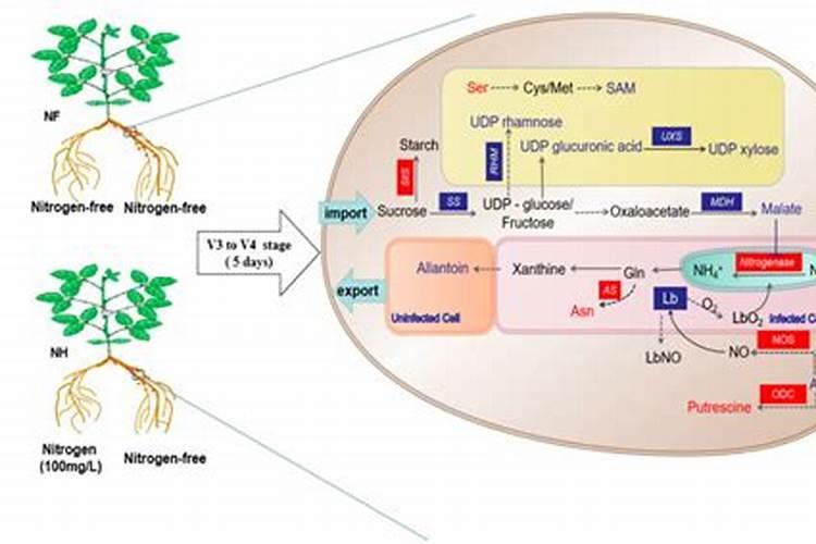 种豆角如何使用氮肥？可以实现豆角高产吗？