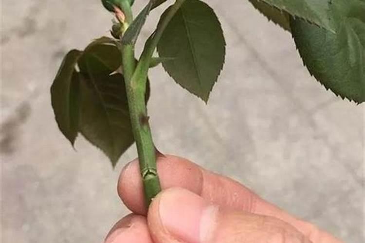 月季施什么肥(两种方案)