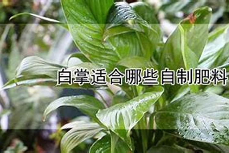 白掌施什么肥最好