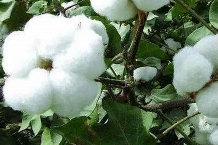 棉花子叶能吸收肥料吗