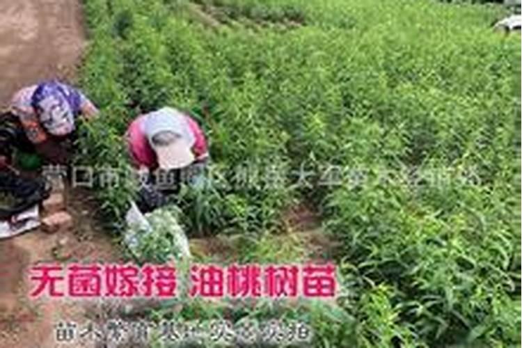 果树专用肥有哪几种,肥料烧根的补救办法