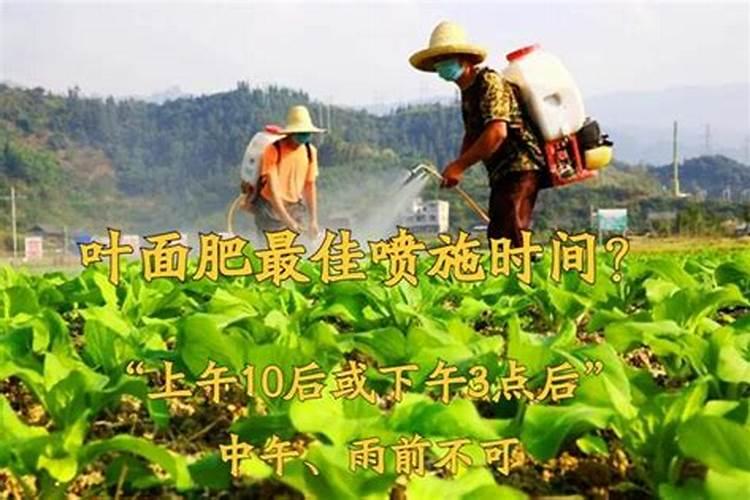 桔梗在生长期施什么肥料？叶子看到黄黄的,上面有绣