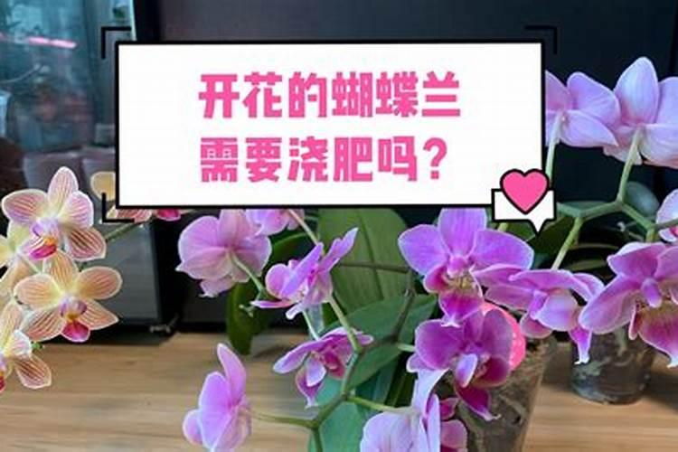 蝴蝶兰用什么肥好呢,我有磷酸二氢钾兑水可以吗