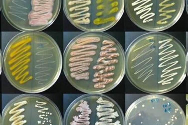 生物菌肥可以和复合肥一起使用吗