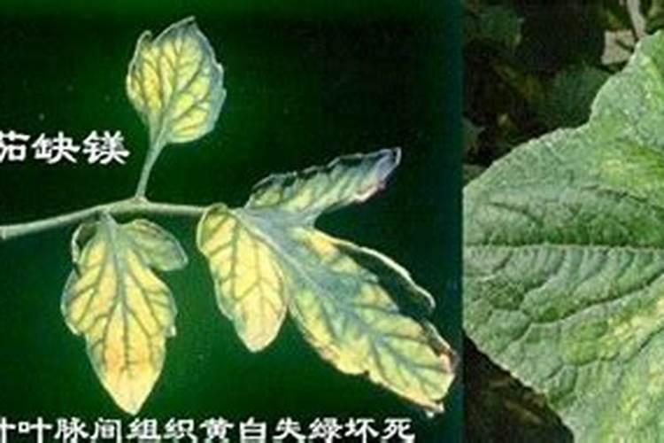 硫酸镁农业用途