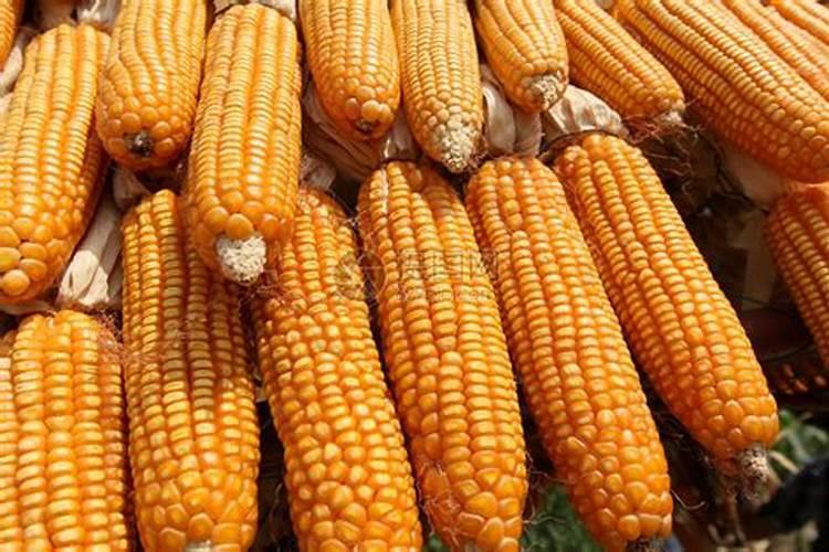 玉米用什么肥料最好