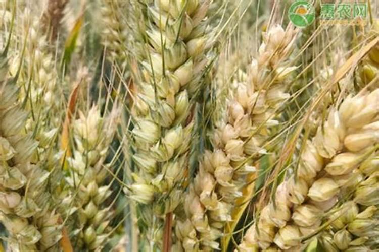 小麦专用肥都有什么牌子