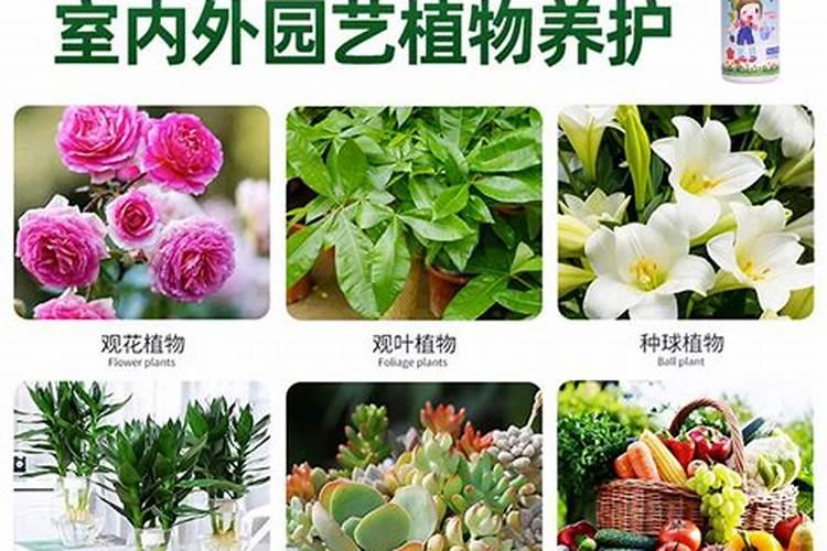 种花用什么肥料比较好
