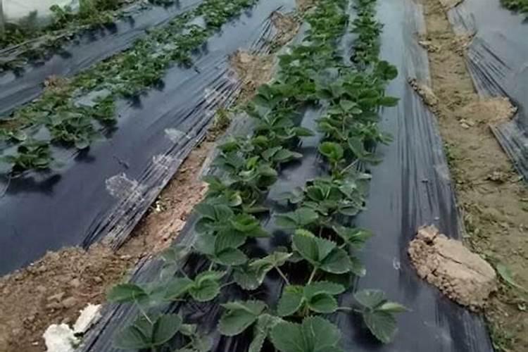 大棚草莓生长太慢,需要怎样解决呢？