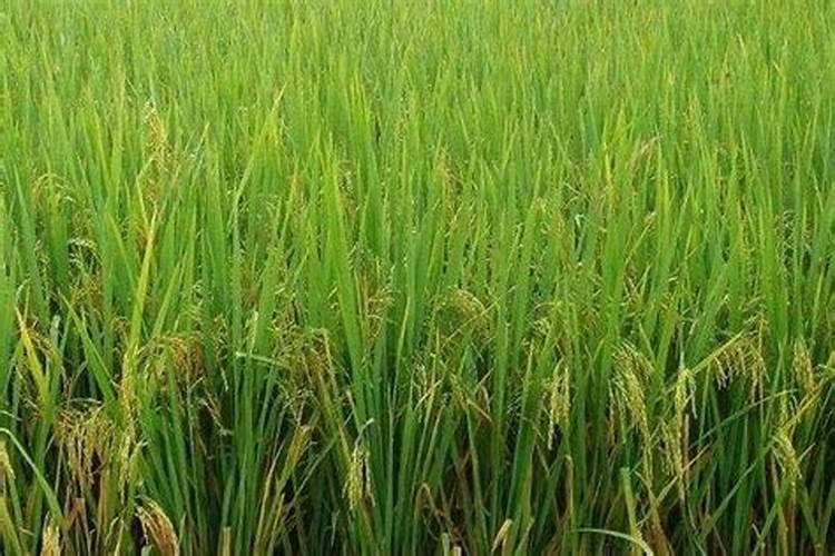 水稻什么时间施肥最好