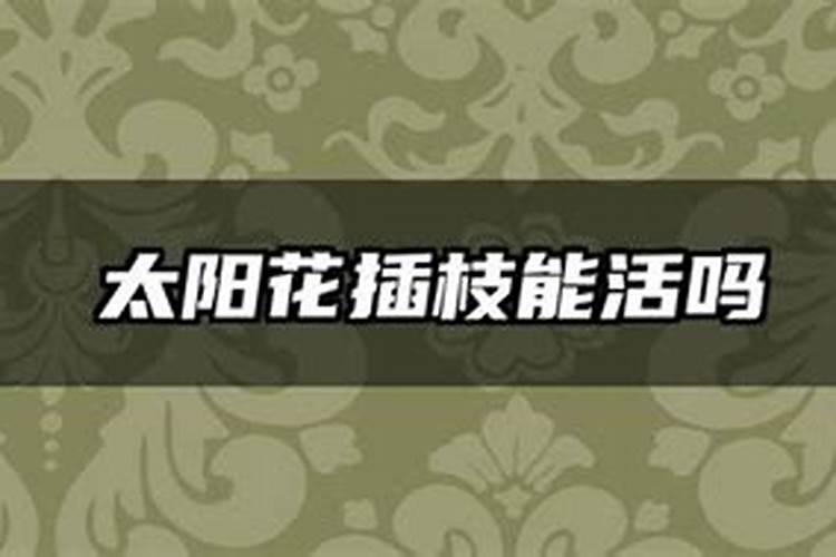 太阳花插杆多久施肥