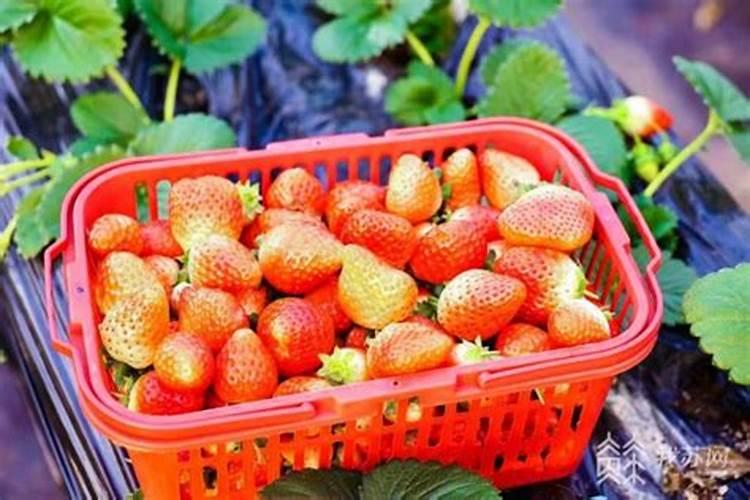 草莓施肥时间和方法