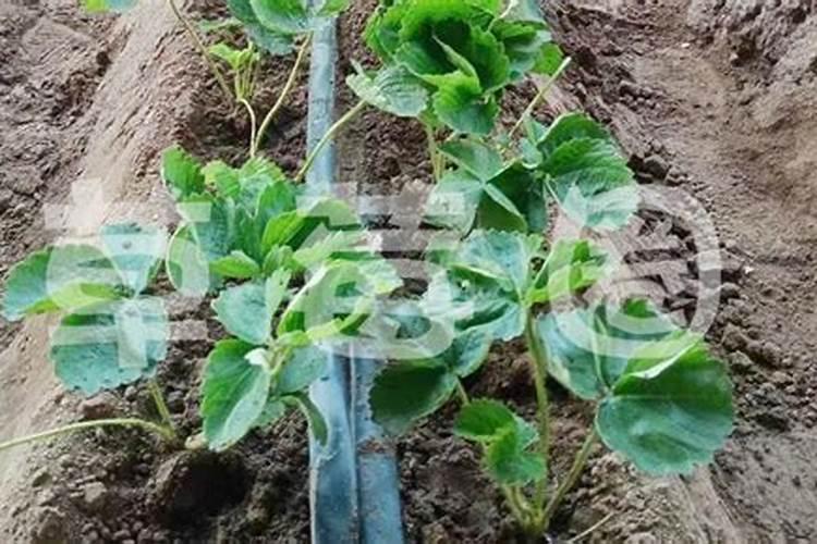 种植草莓什么时候需要施肥