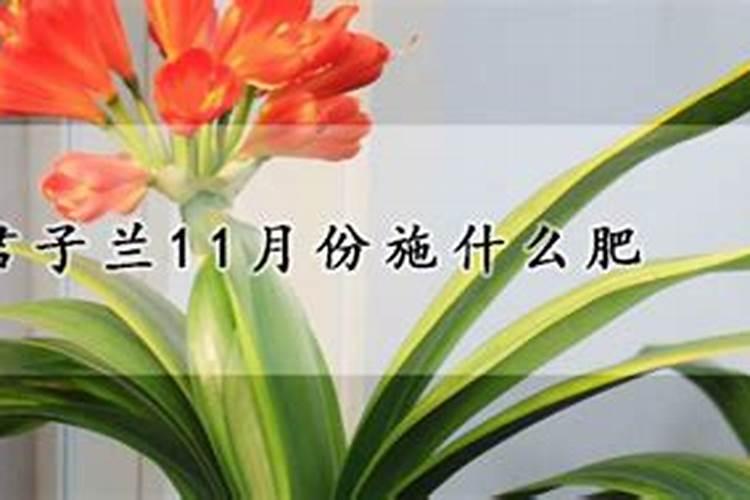君子兰要不要施肥