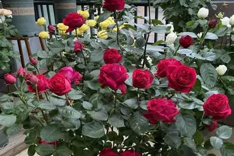 月季花哪时候施肥比较好 月季花什么时候施肥