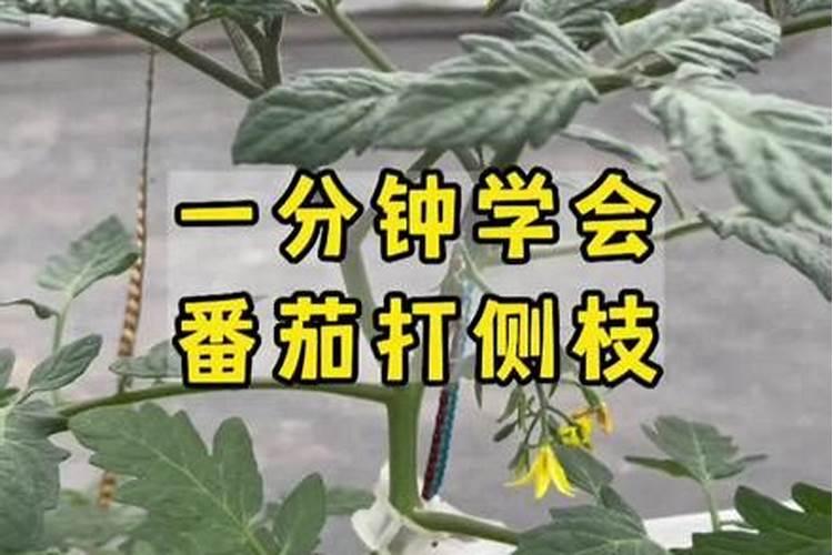 番茄打叶时间过早,都会造成哪些后果？