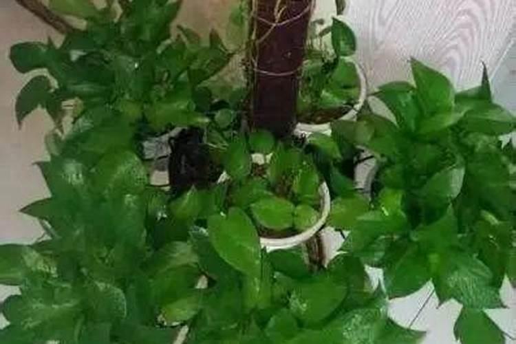 绿萝花肥用什么合适 肥料制作与使用方法