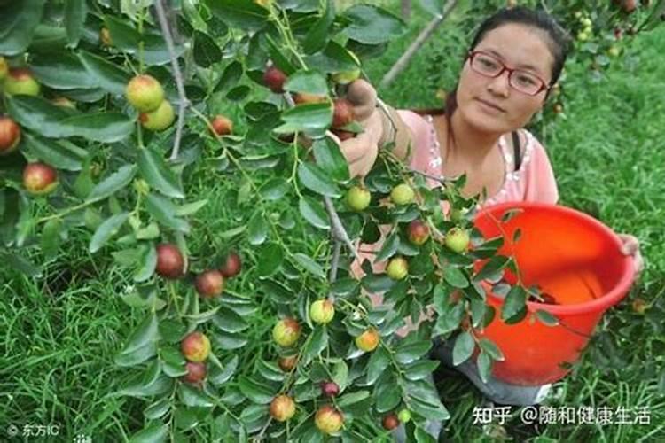 枣树打什么药多开花结果？