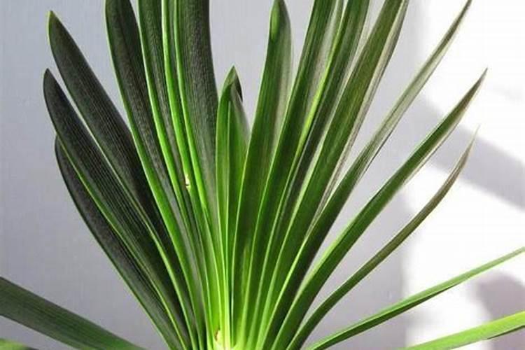 君子兰的养护方法