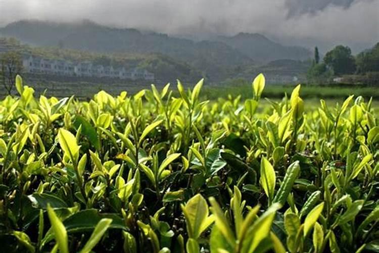 怎样可以提升茶叶的质量？