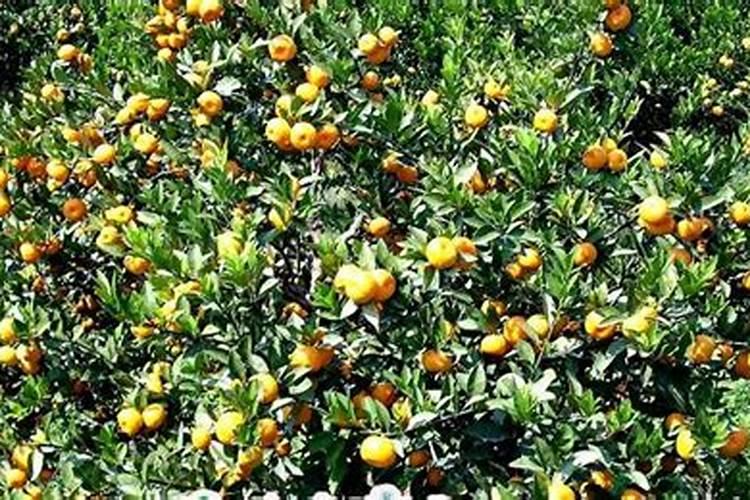 柑橘树小苗施什么肥好 如何施肥效果好