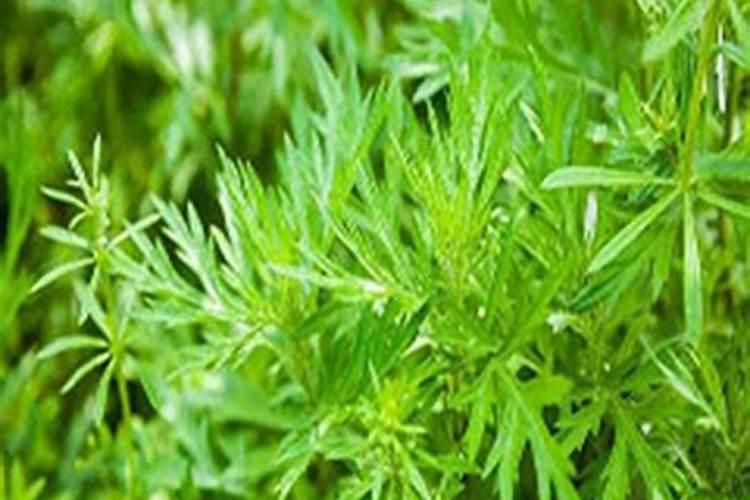 大青叶板蓝根提取物应用介绍