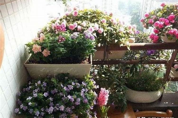 花卉磷肥怎么用好