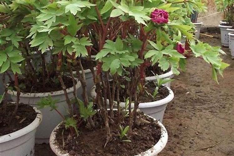 草莓施肥用什么肥料 草莓施肥使用的肥料介绍