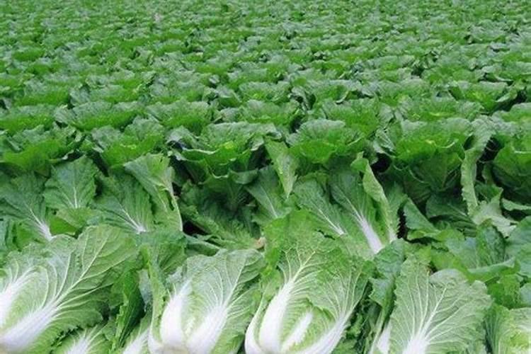 为什么种植油菜要增施硼肥？硼肥有什么作用？