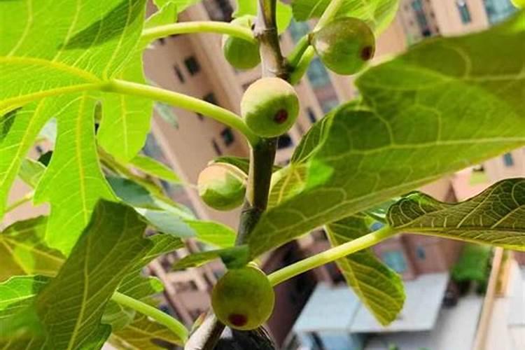 无花果用什么肥料 该如何管理