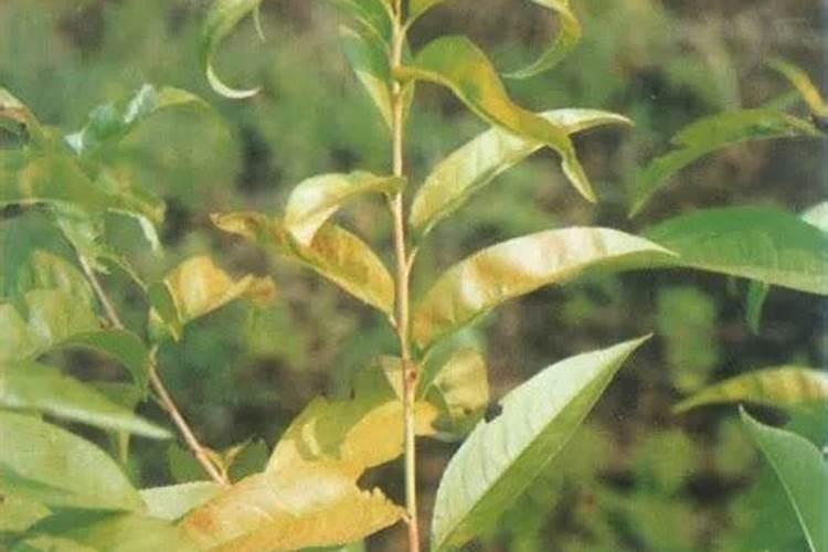 桃树缺钾症状
