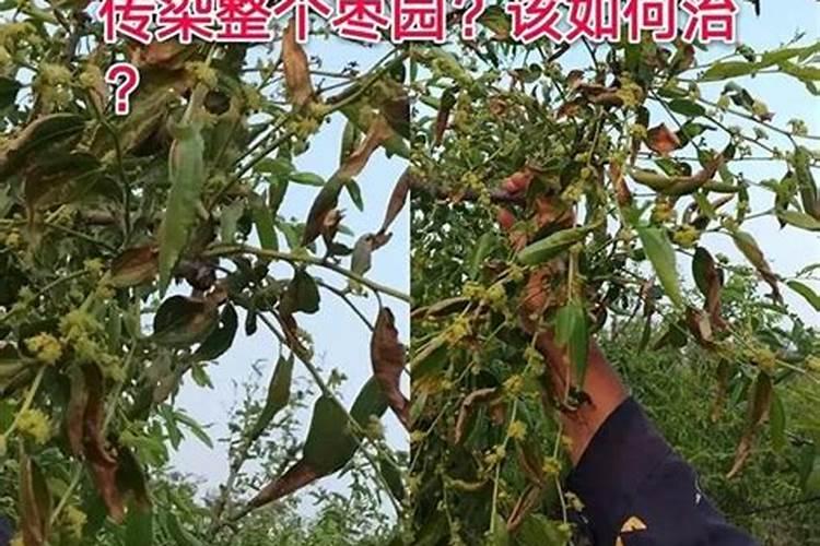 黄杨的生长需要什么肥料