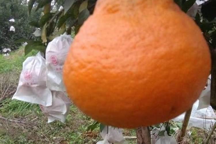 种植花生需要什么肥料 种植花生用什么肥料