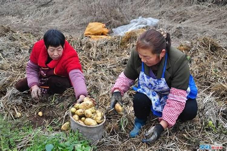 马铃薯对养分的要求