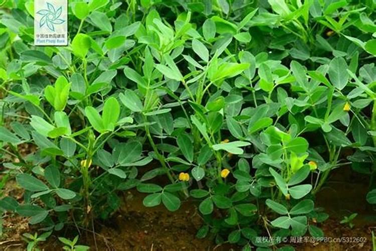 花生开花了要施什么肥