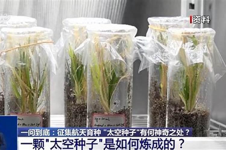 太空莲总植 种植一亩需要多少藕种