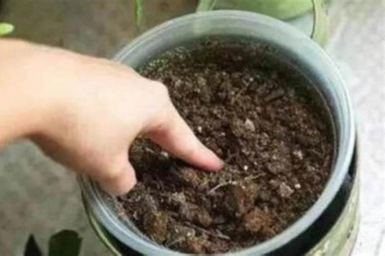 油烟机的“废油”可别扔,用它当花肥,花呼呼长不停