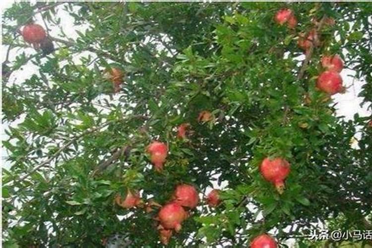 石榴开花时喷什么药不落果
