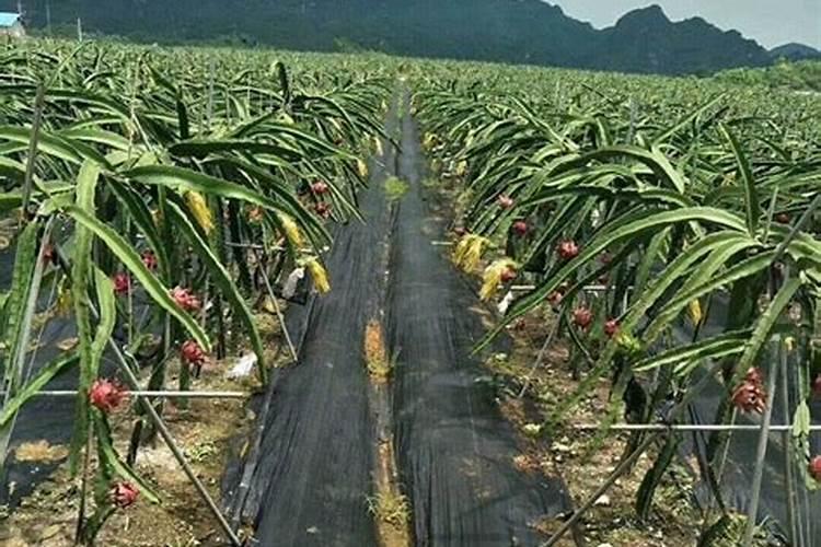 火龙果多久施肥 火龙果需要定期施肥吗？