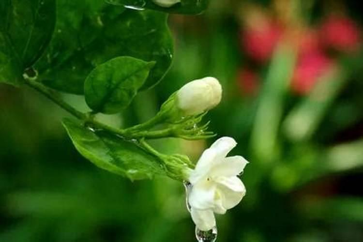 花施肥的最佳方法 如何给花施肥