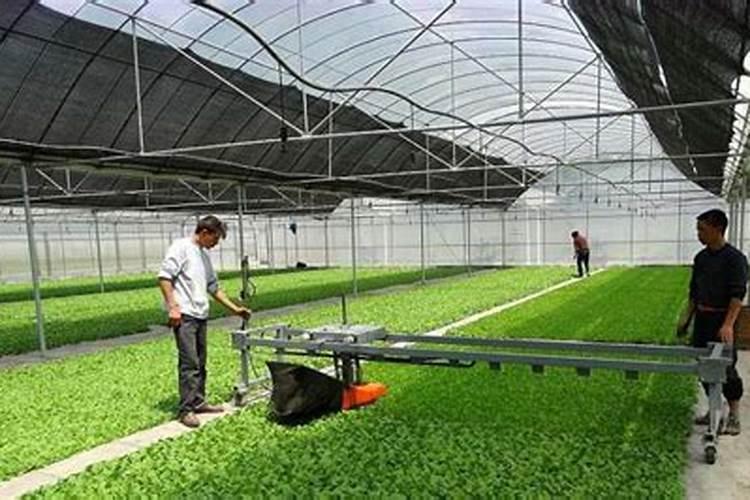 辣椒育苗土为什么要加大氮、磷肥的用量？