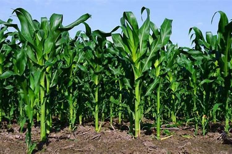 玉米底肥一次性施肥 氮磷钾 各用多少？
