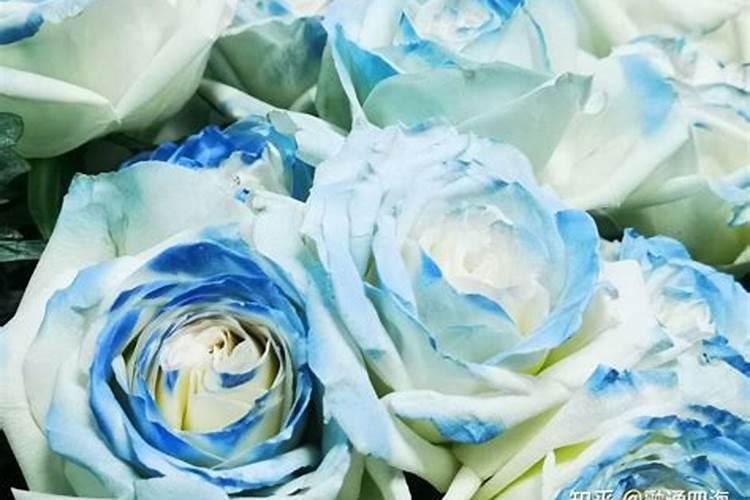 玫瑰花滴钙肥什么时候用？
