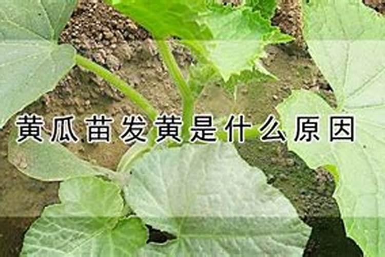 黄瓜缺少氮肥或氮肥过量的表现是什么？