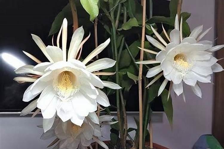 我家阳台上种的昙花长出花蕾后怎么没几天就发黄,帮忙解决一下？
