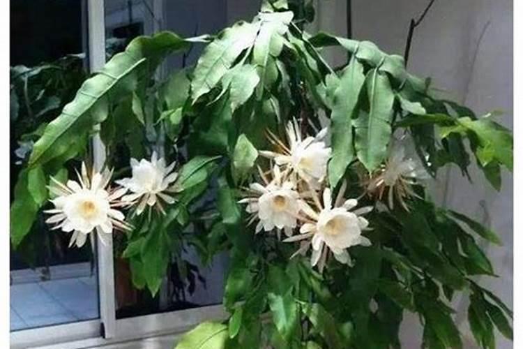 昙花怎么养
