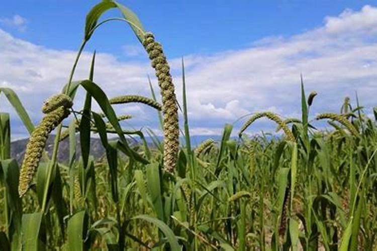 草籽种下后什么时候可以撒肥料